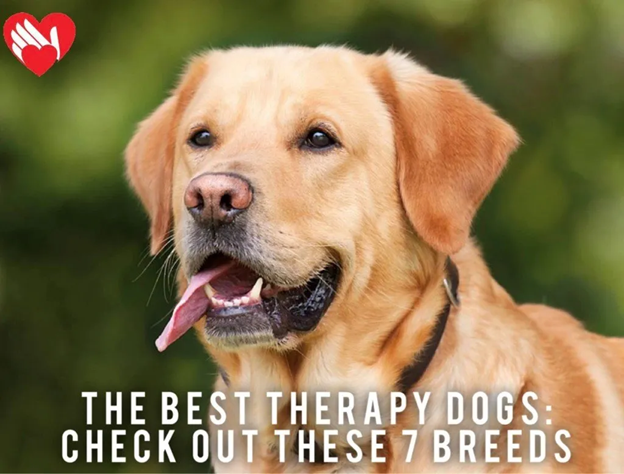 the-best-therapy-dogs-check-out-these-7-breeds